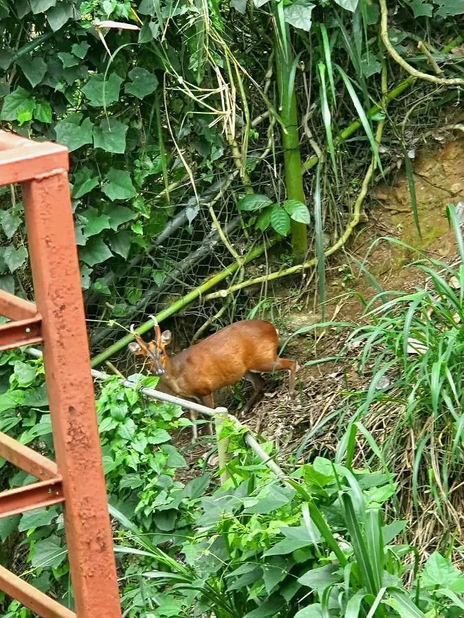 Nature Walk Resort Kandy