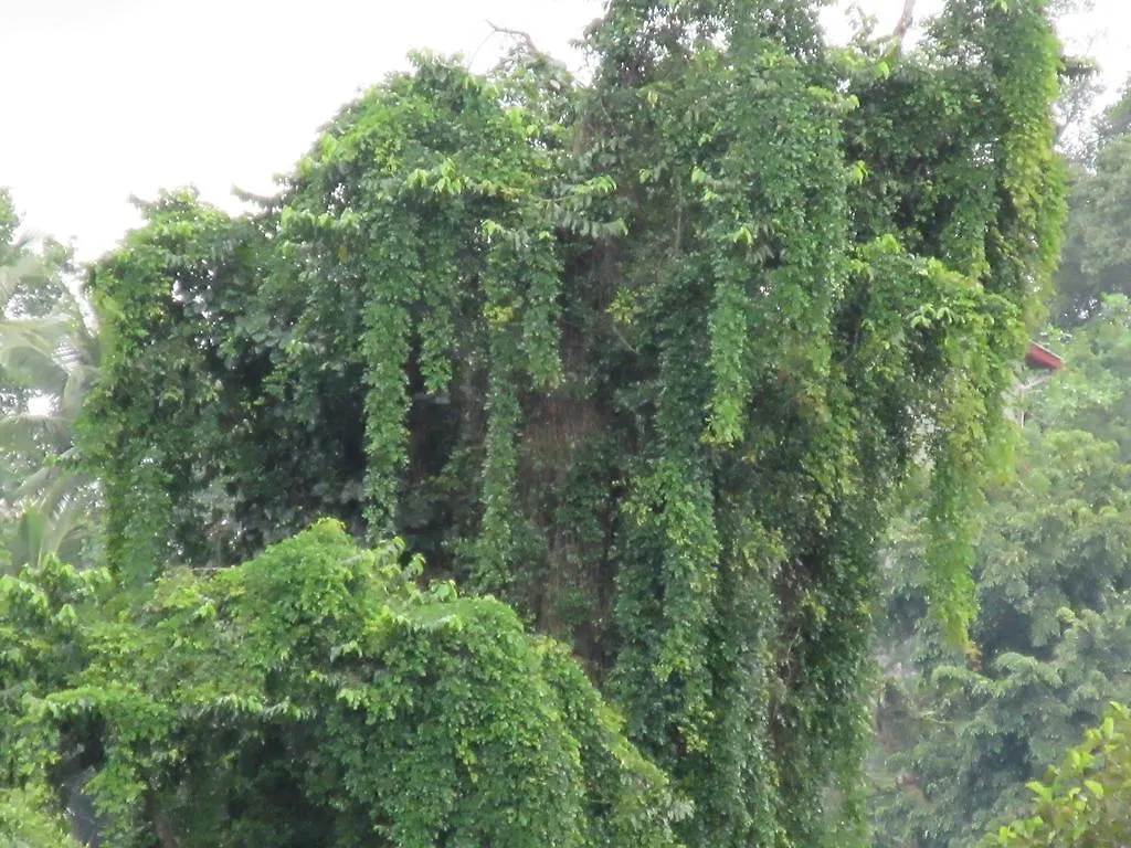 Nature Walk Resort Kandy